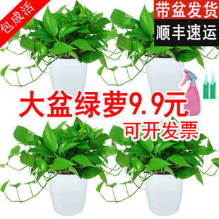 绿萝盆栽植物长藤新房好养垂吊兰办公室家用绿植绿箩吸甲醛水培