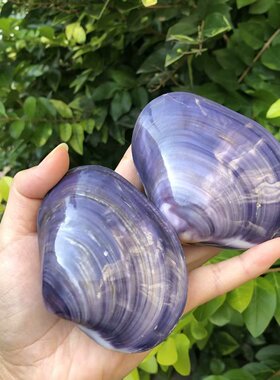 天然海螺紫色贝壳 双壳紫蛤 鱼缸水族造景 家居收藏摆件 创意礼物