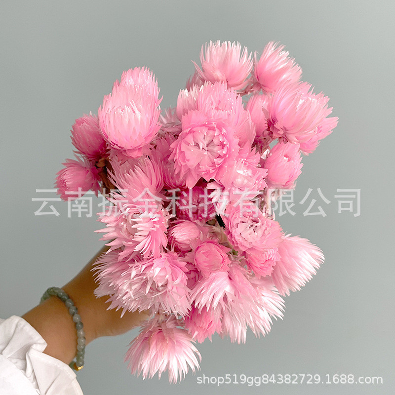 高端天然花材珊瑚旱银雪花小雏菊雪莲岩石花真花干花民宿婚庆装饰