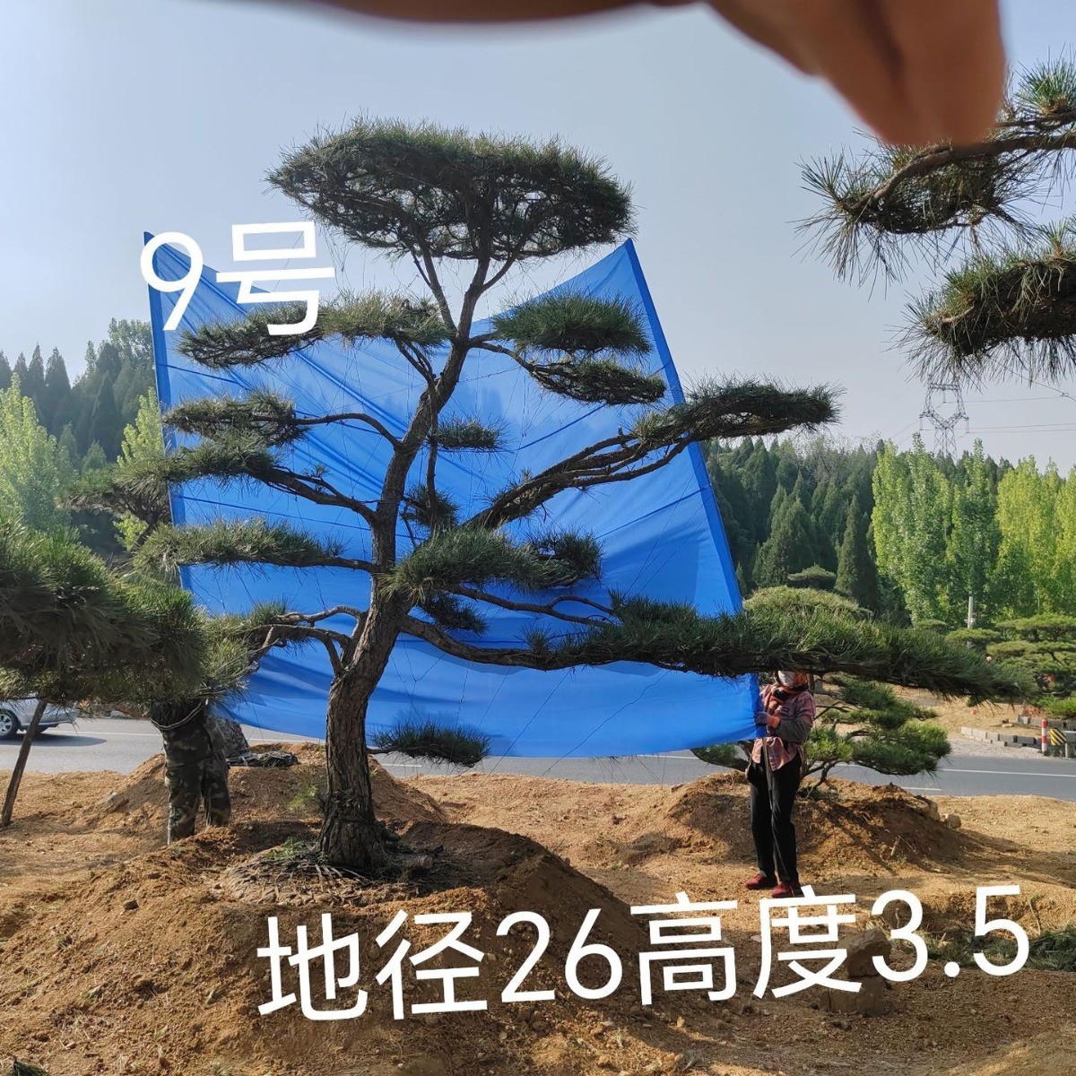 一手货源小区绿化养护多年适宜四季移栽价格优势造型油松黑松造型