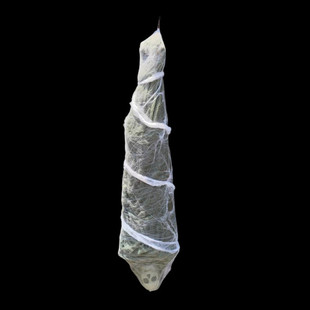 万圣节装 尸体吊僵尸倒挂骷髅人鬼屋蝉蛹倒道具鬼 饰裹尸户外悬挂式