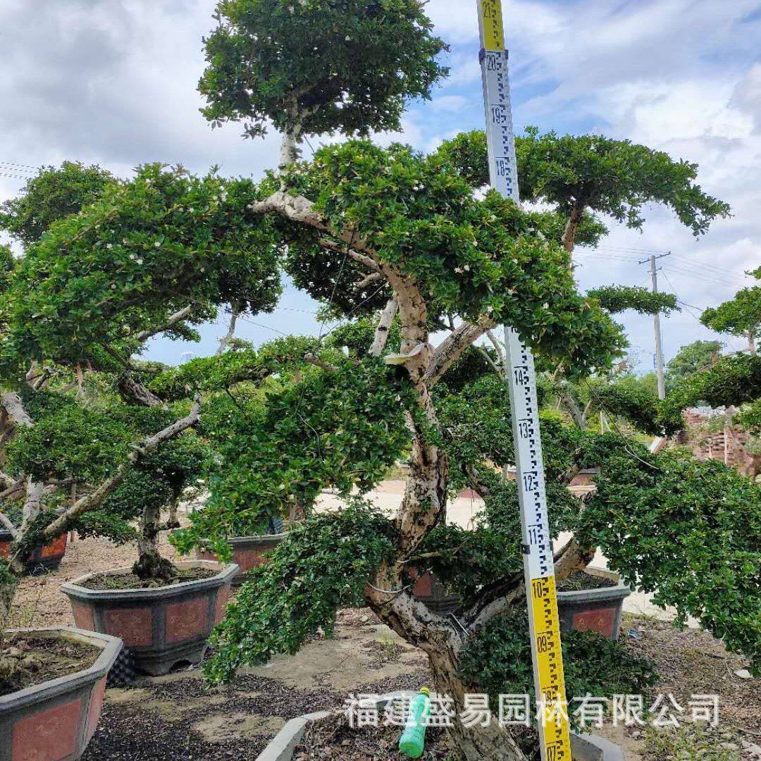 福建茶产地盆景种植基地福建茶桩头价格造型福建茶树桩大量批发