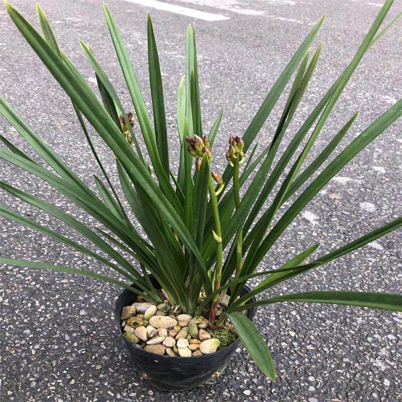 批发花卉永福花卉兰花春兰种植基地福建