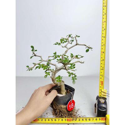 对节白蜡微小盆景一物一拍造型各异熟桩茶几盆栽掌上迷你绿植包邮