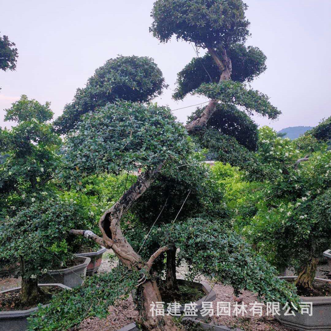 种植茶盆景产地福建基地福建茶桩头价格造型福建茶树桩大量批发