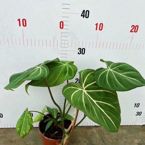 明脉蔓进口绒/雨林ins风网红绿绿植盆栽室内阳台观叶植物家庭高档