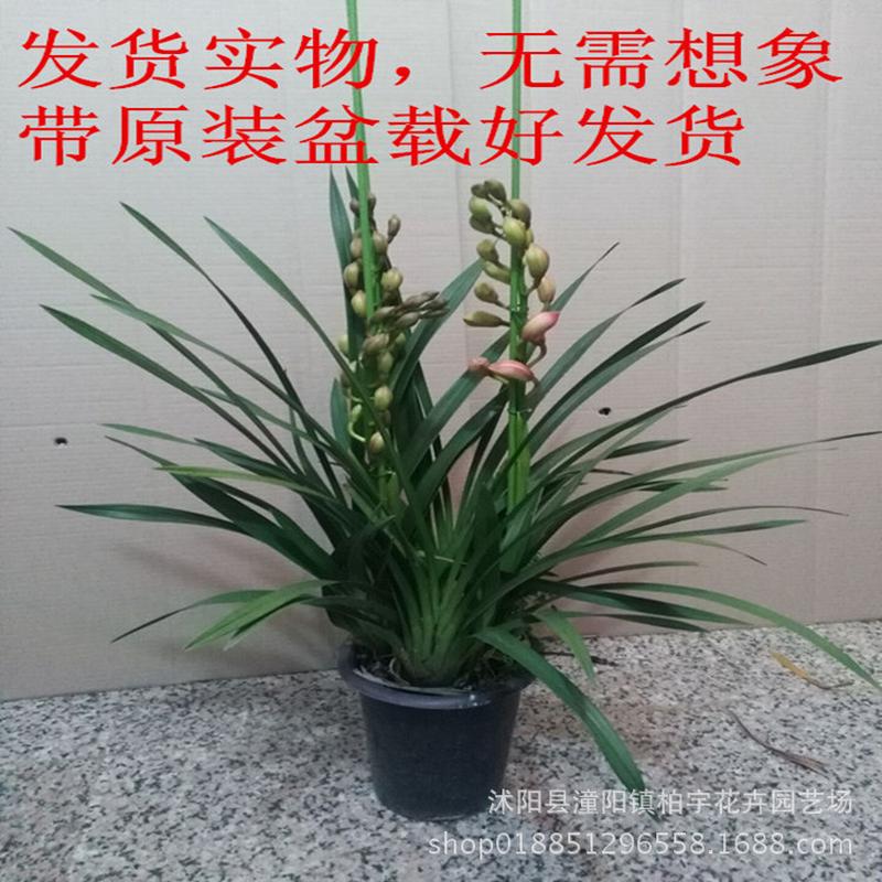 大花惠兰盆栽兰花苗年宵花卉好养绿植阳台客厅带花苞发货四季易活