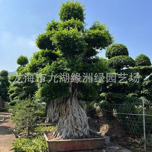 福建小叶榕树盆景地批发各种造型小叶榕桩基怪根小叶榕批发