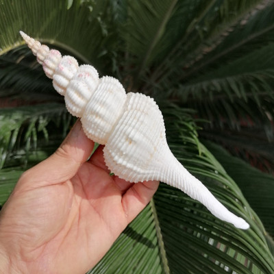 天然海螺贝壳白旋螺白旋法螺 水族鱼缸造景装饰创意家居橱窗摆件