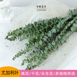 网红尤加利叶干花永生花束家居客厅北欧风天然风干桉树叶插花装饰