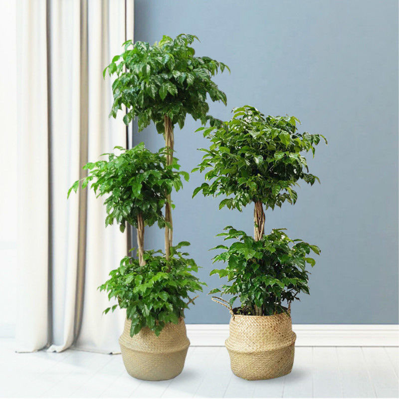 幸福树盆栽客厅室内大型乔迁绿植盆栽平安树摇钱树植物开业大花卉