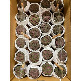 【基地直供】家居植物植物盆栽仙人掌多肉花卉盆栽紫力丸