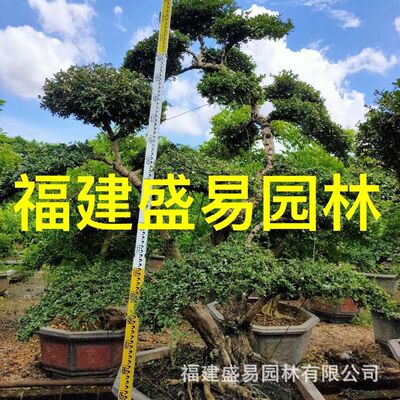 批发茶盆景产地种植基地福建茶桩头价格造型福建茶树桩大量福建