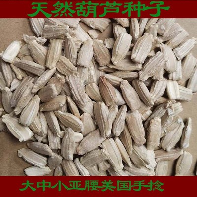 原产地批发天然大中小亚腰葫芦种子美国手捻葫芦种子