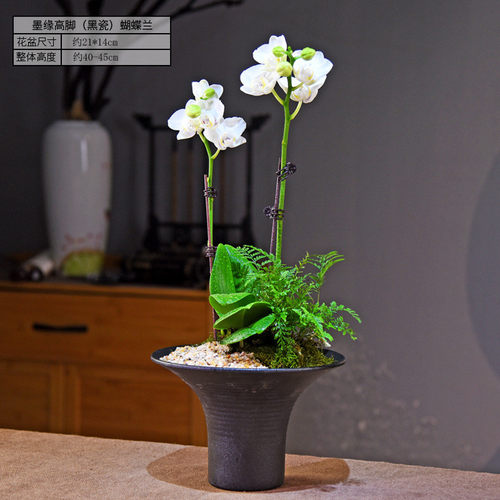 蝴蝶兰带花剑礼品花卉兰花客厅桌面室内观赏盆景植物摆件好养盆栽