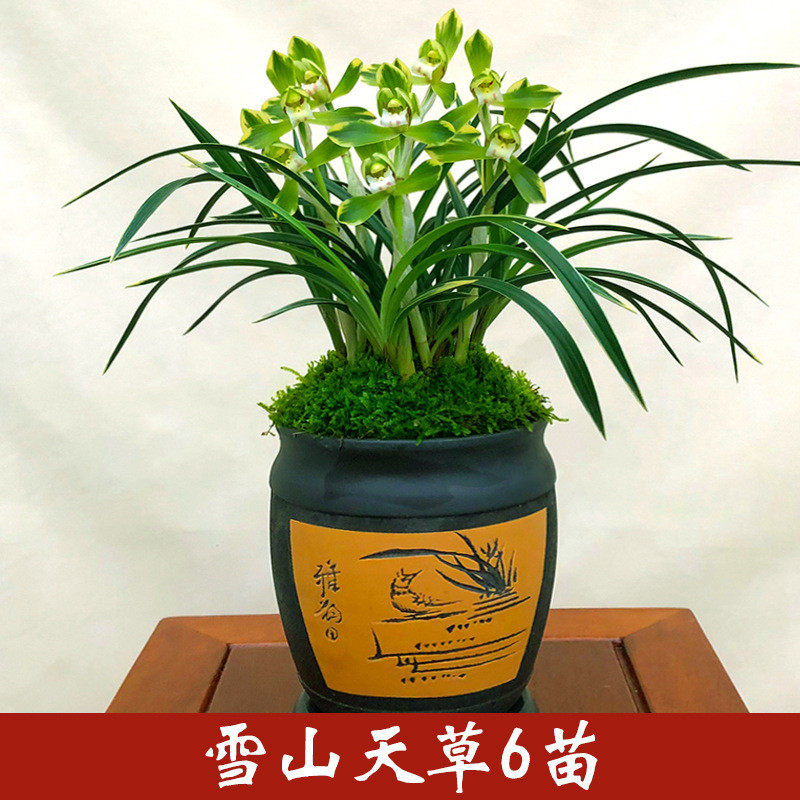 盆景花卉建兰花盆栽带花苗办公室内高端雅致名贵植物盆栽四季浓香,鲜花速递/花卉仿真/绿植园艺,国兰/杂交兰/洋兰类,淘宝优惠券,粉丝福利购,淘宝优惠卷