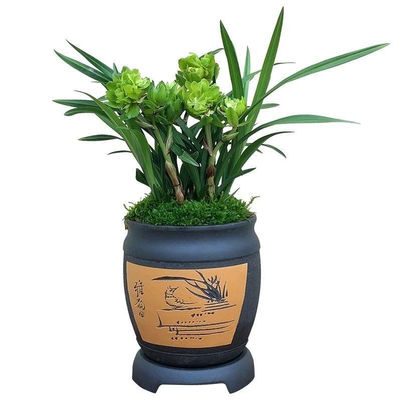 【余】九仙牡丹春兰奇花浓香荷绿云室内盆栽兰花苗矮种带花苞蝴蝶