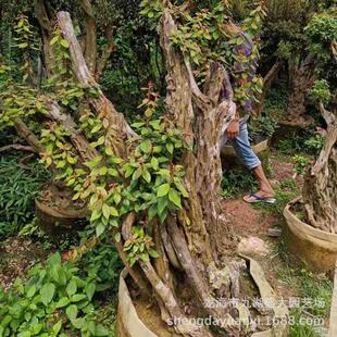 造型映山红杜鹃盆景杜鹃桩桩头桩批发杜鹃占地价格映山红供应