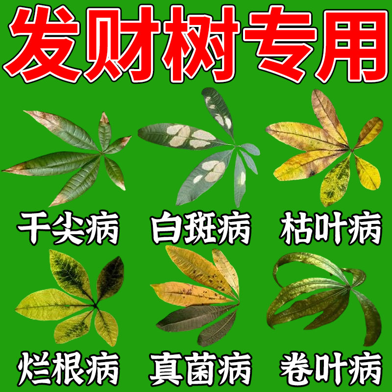 发财树黄叶枯叶烂根抑菌剂叶子发黄斑白斑枯水营养液肥料专用肥Q,鲜花速递/花卉仿真/绿植园艺,家庭园艺肥料,淘宝优惠券,粉丝福利购,淘宝优惠卷