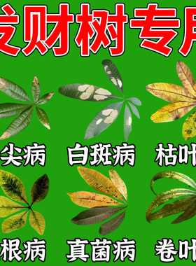 发财树黄叶枯叶烂根抑菌剂叶子发黄斑白斑枯水营养液肥料专用肥Q