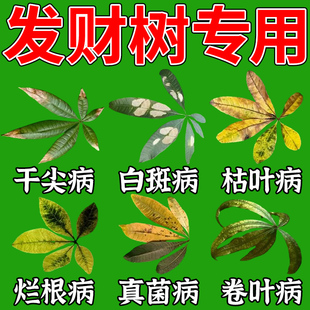 发财树黄叶枯叶烂根抑菌剂叶子发黄斑白斑枯水营养液肥料专用肥Q