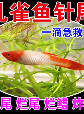 孔雀鱼针尾药缩鳍缩尾夹尾尾巴溃烂不爱游动鱼病专用鱼身白点专用