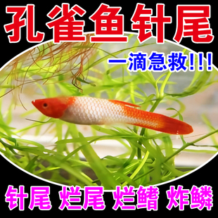 孔雀鱼针尾药缩鳍缩尾夹尾尾巴溃烂不爱游动鱼病专用鱼身白点专用