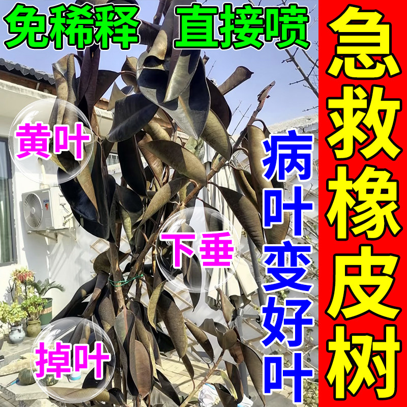 橡皮树专用肥料黑金刚营养液掉叶卷叶枯萎耷拉黄叶斑炭疽病专用肥,鲜花速递/花卉仿真/绿植园艺,家庭园艺肥料,淘宝优惠券,粉丝福利购,淘宝优惠卷