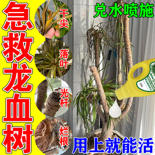 龙血树专用营养液治叶子发黄干尖枯叶烂根茎腐黑斑病复活浓缩肥料