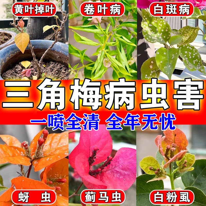 三角梅专用药叶子发黄叶掉叶白斑卷叶病蓟马杀虫杀菌开花专用肥Q,鲜花速递/花卉仿真/绿植园艺,家庭园艺肥料,淘宝优惠券,粉丝福利购,淘宝优惠卷