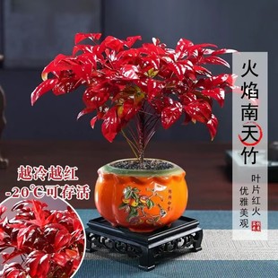 火焰南天竹客厅绿植桌面盆栽好养易活禅意创意盆景 越冷越红