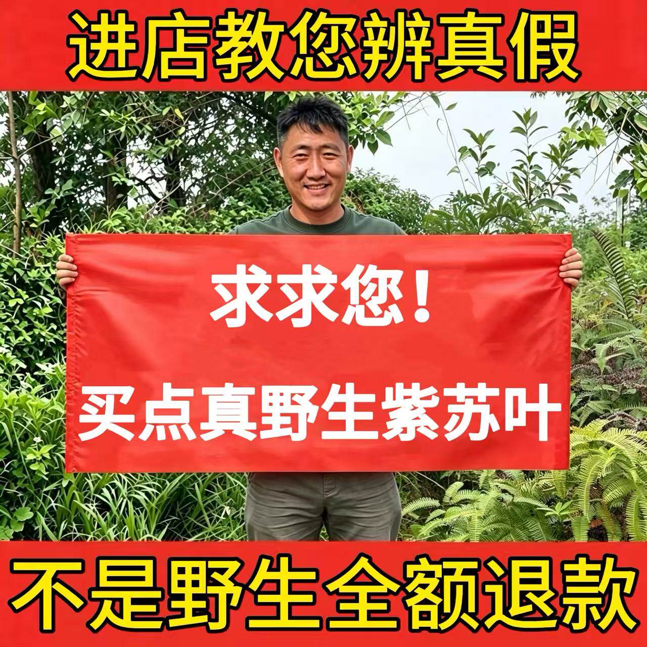 深山纯野生紫苏叶500g中药材正品天然苏子叶味浓泡茶烧鱼虾蟹去腥