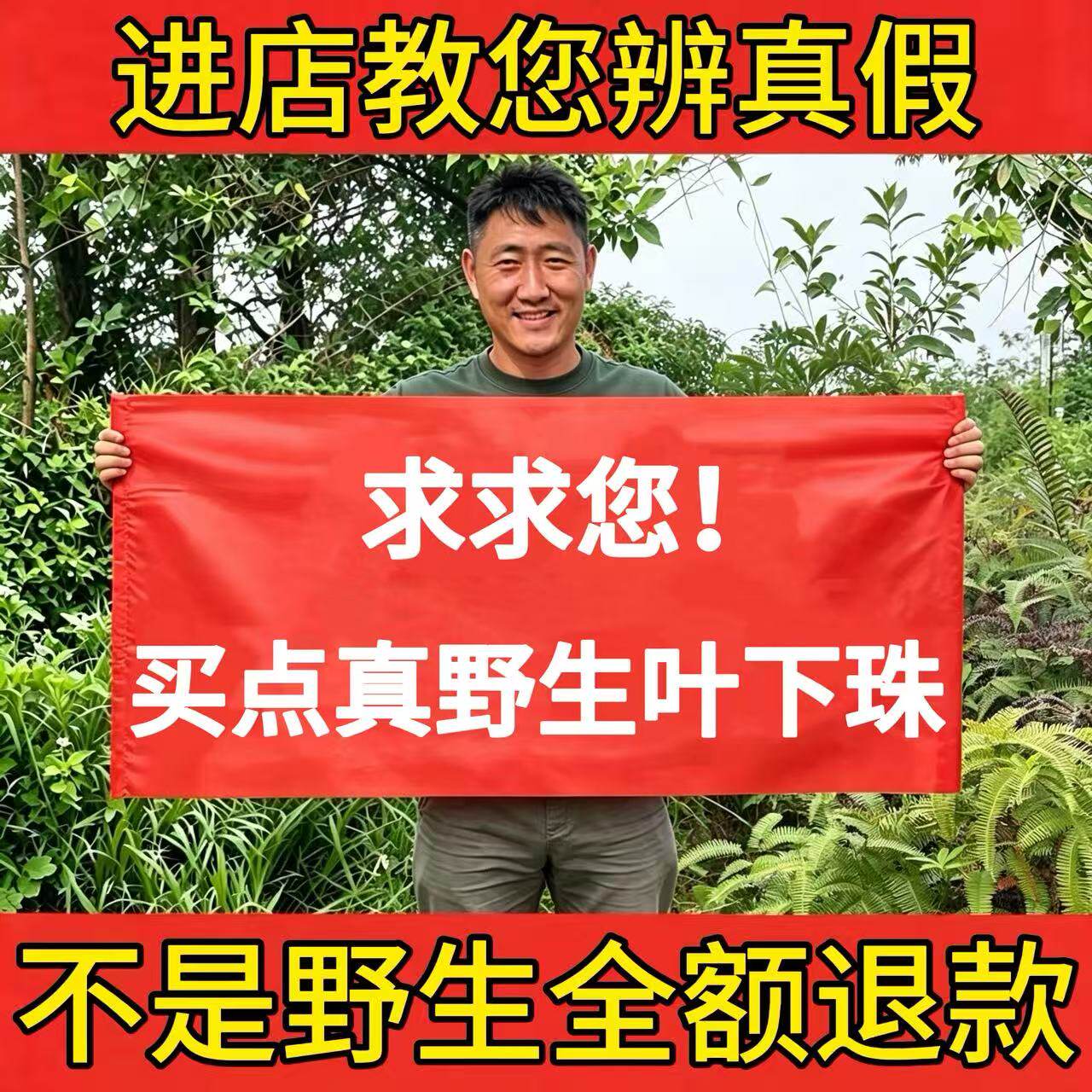 深山野生叶下珠中药材500g新珍珠草龙珠草鱼鳞草夜合草天然草药茶