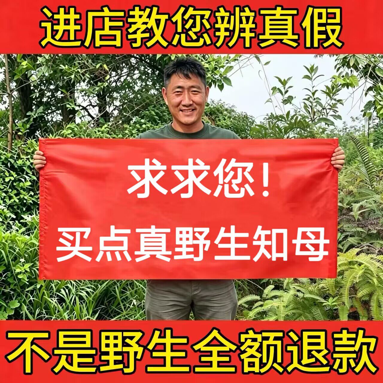 深山纯野生知母500g中药材正品无硫知母肉知母片天然山知母新干货 - 实物图