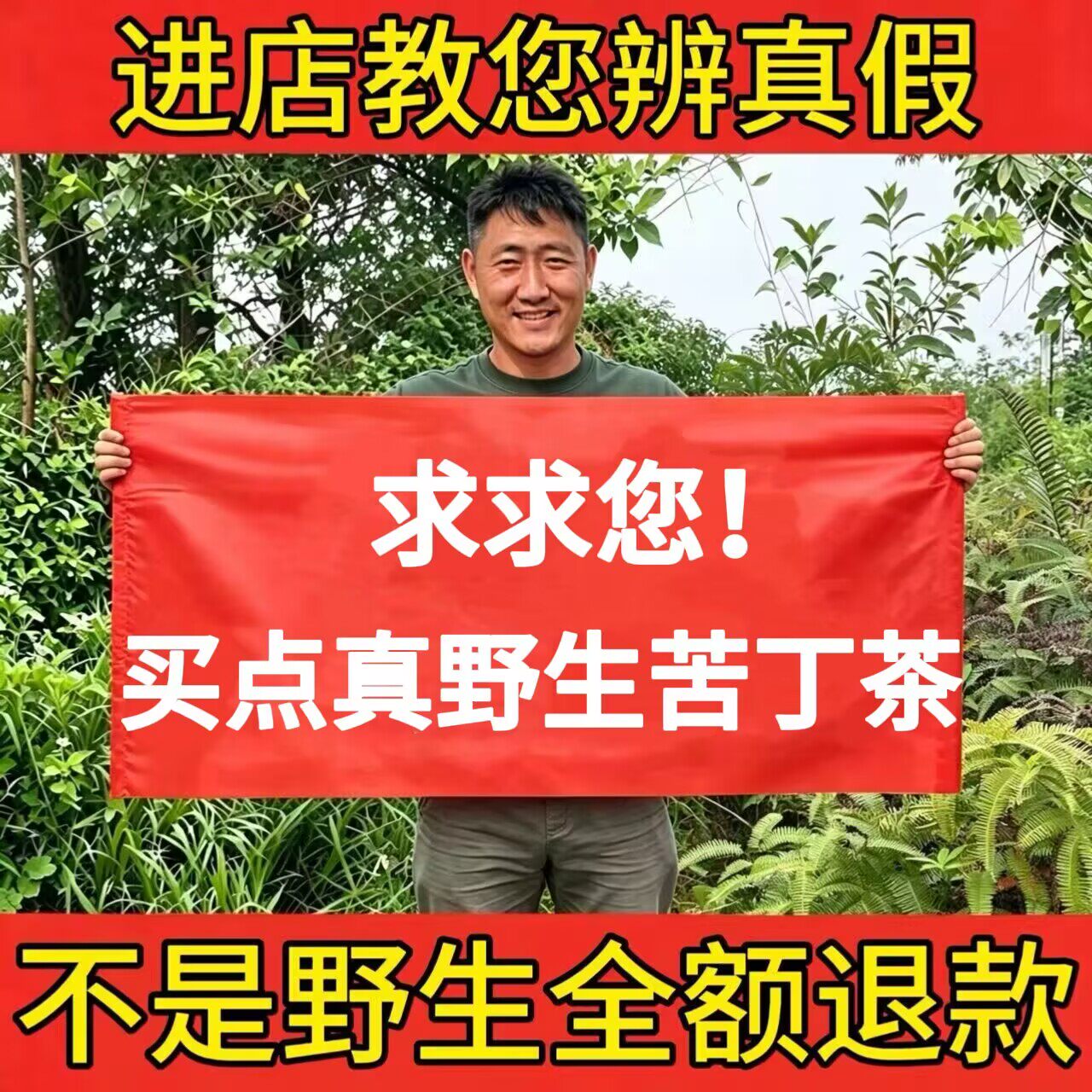 野生苦丁茶500g正品新鲜干货特级大叶苦丁小叶苦丁茶叶天然无硫