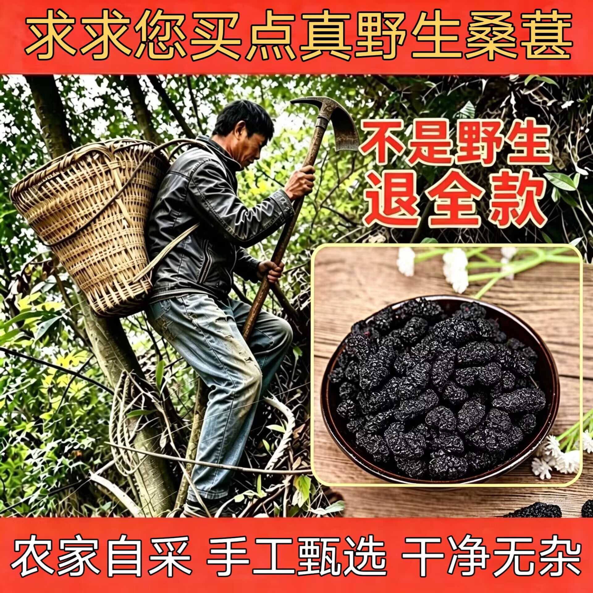 纯野生黑桑葚干500g中药材大果桑果子优质新鲜免洗即食泡酒泡茶水