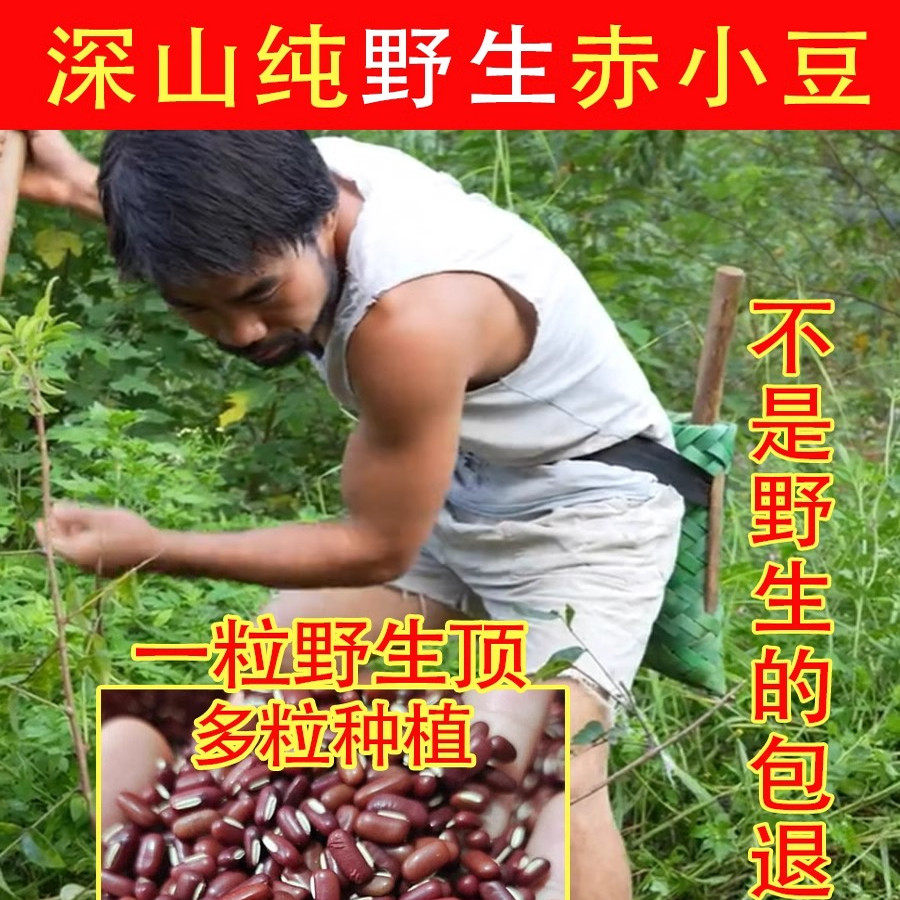 爷爷采摘的深山纯野生赤小豆500g中药材新货芡实薏米茶茯苓红豆沙