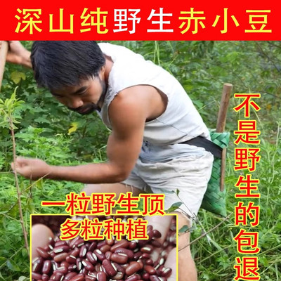 纯野生赤小豆500g中药材新货无硫