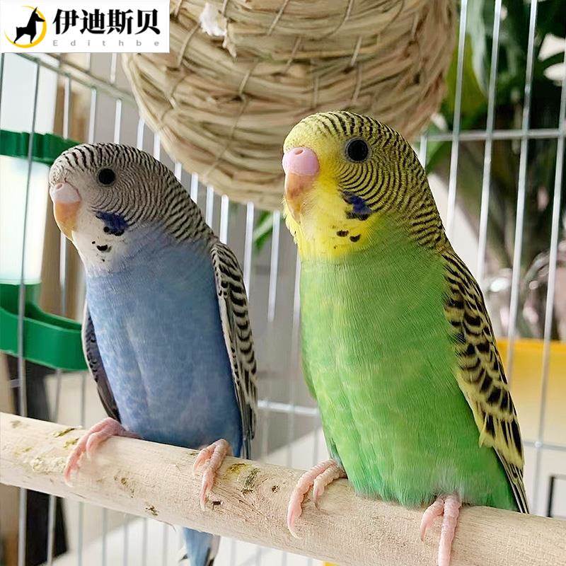 现货鹦鹉鸟活加鸟笼会说话手养虎皮云斑小型好养小孩子能养的宠物
