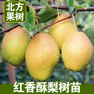 红香酥梨树苗脆梨子树盆栽地栽嫁接红香酥梨苗南北方种植当年结果