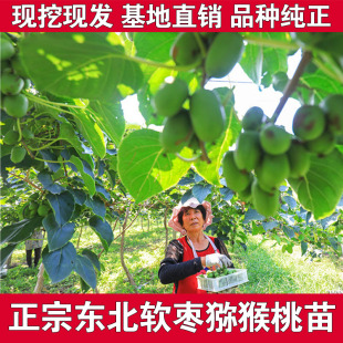 丹东软枣猕猴桃苗盆栽地栽耐寒园枣子苗爬藤南北方种植耐寒软枣苗