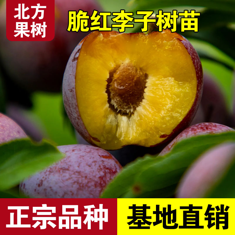 四川晚熟脆红李树苗嫁接红脆李子苗脱骨李子果树苗南北方种植结果