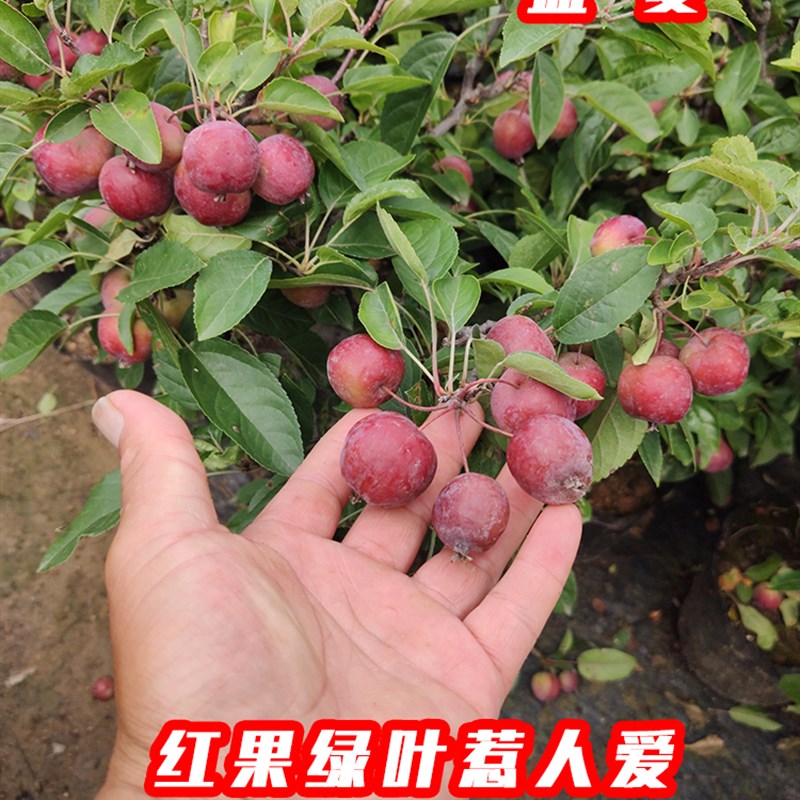 新贵人果海棠果树果苗北方耐寒地栽盆栽盆景南方庭V院度假村别墅图片