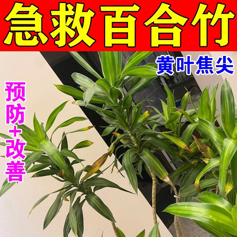 新百合竹肥d料专用营养液防止黄叶烂根焦尖掉叶子枯萎免稀释有机,鲜花速递/花卉仿真/绿植园艺,家庭园艺肥料,淘宝优惠券,粉丝福利购,淘宝优惠卷