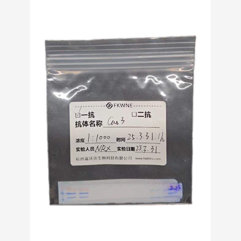 富沃克WB抗体孵育袋杂