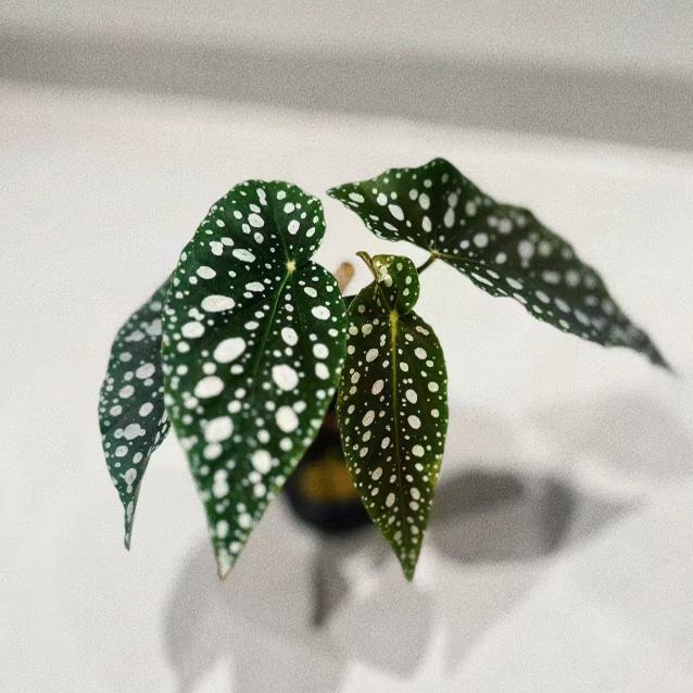 白雪公主秋海棠竹节类阳台室外室内客厅桌面绿植盆栽观叶赏花植物