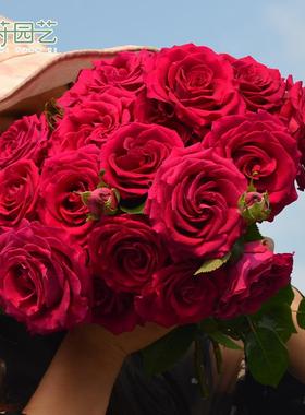 花莳园艺 3加根接月季大花灌木地栽切花盆栽多季开露台阳台花卉