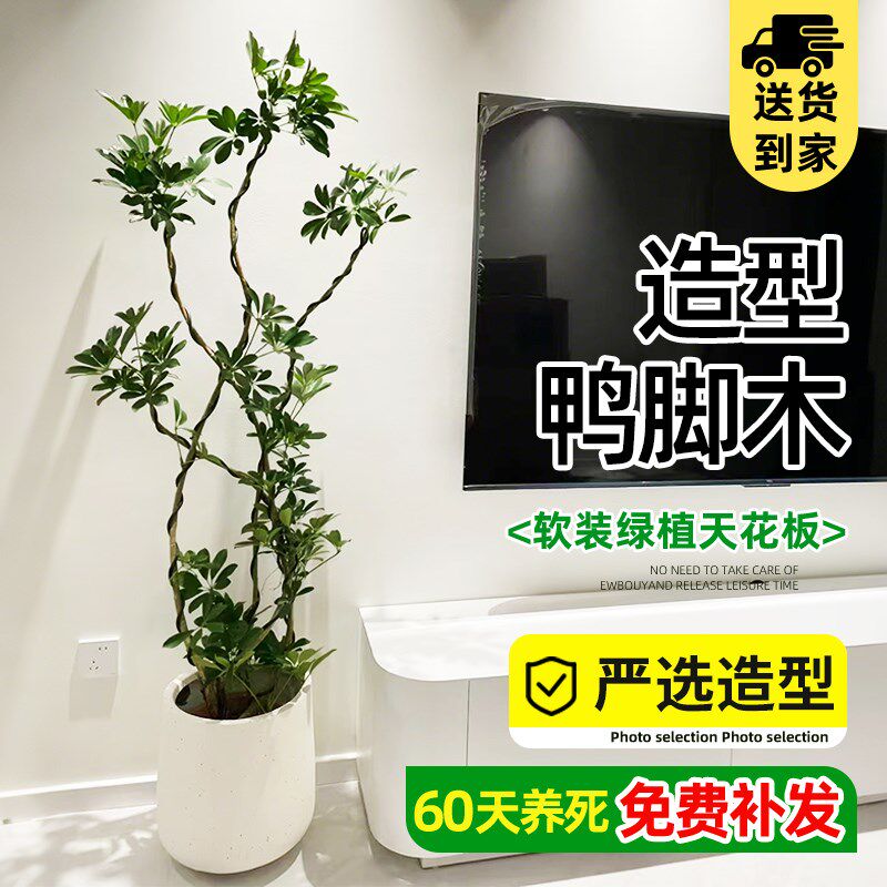 造型鸭脚木客厅大盆栽室内绿植鸭掌木鹅掌柴大型四季常青真花植物