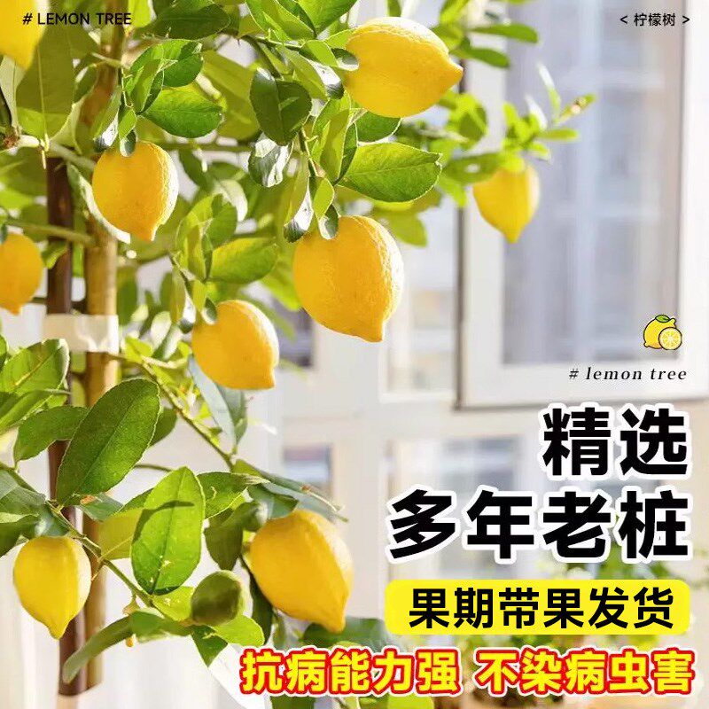 香水柠檬树客厅绿植大盆栽办公室内落地大型植物好养禄植真花盆景