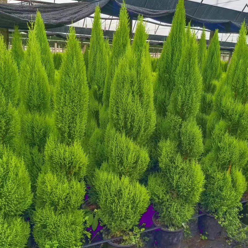 耶诞树香味小香松金冠柏盆栽高档绿植物客厅阳台庭院耐热耐寒基地